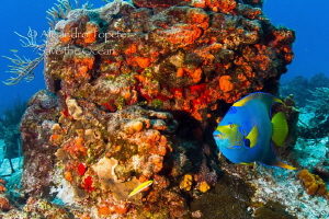 Queen Angel Fish in Cozumel by Alejandro Topete 